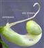  Keel and Vexillary stamen